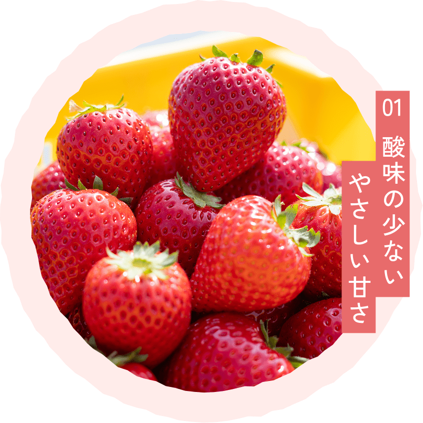 宇都宮のとちあいか専門いちご農園｜直売所・通販｜NICO&BERRY