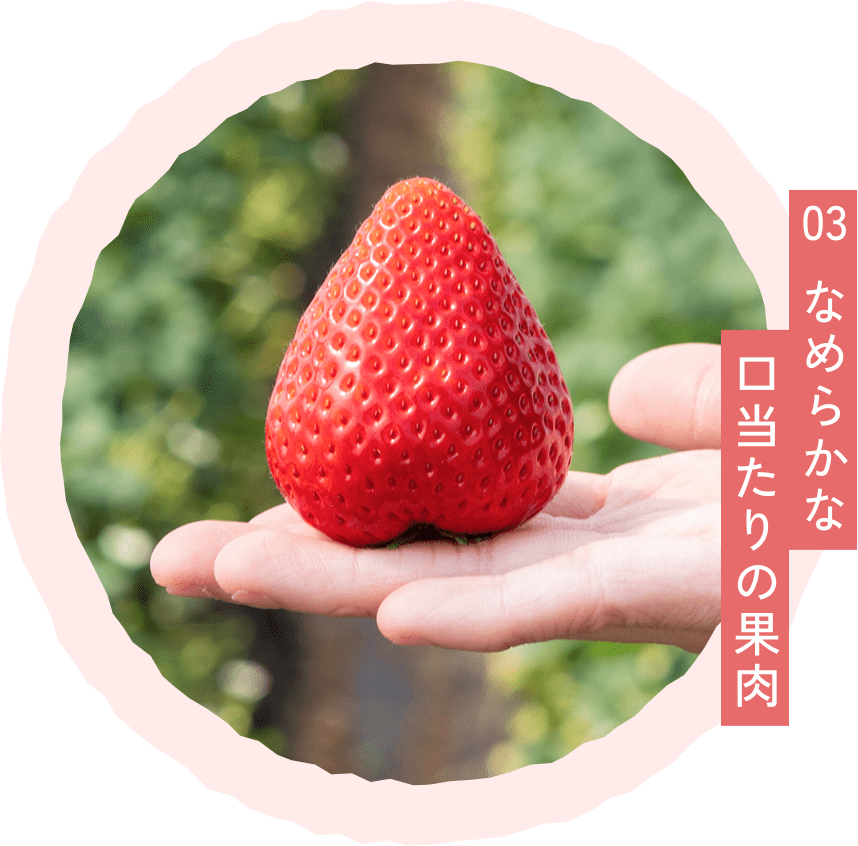 宇都宮のとちあいか専門いちご農園｜直売所・通販｜NICO&BERRY