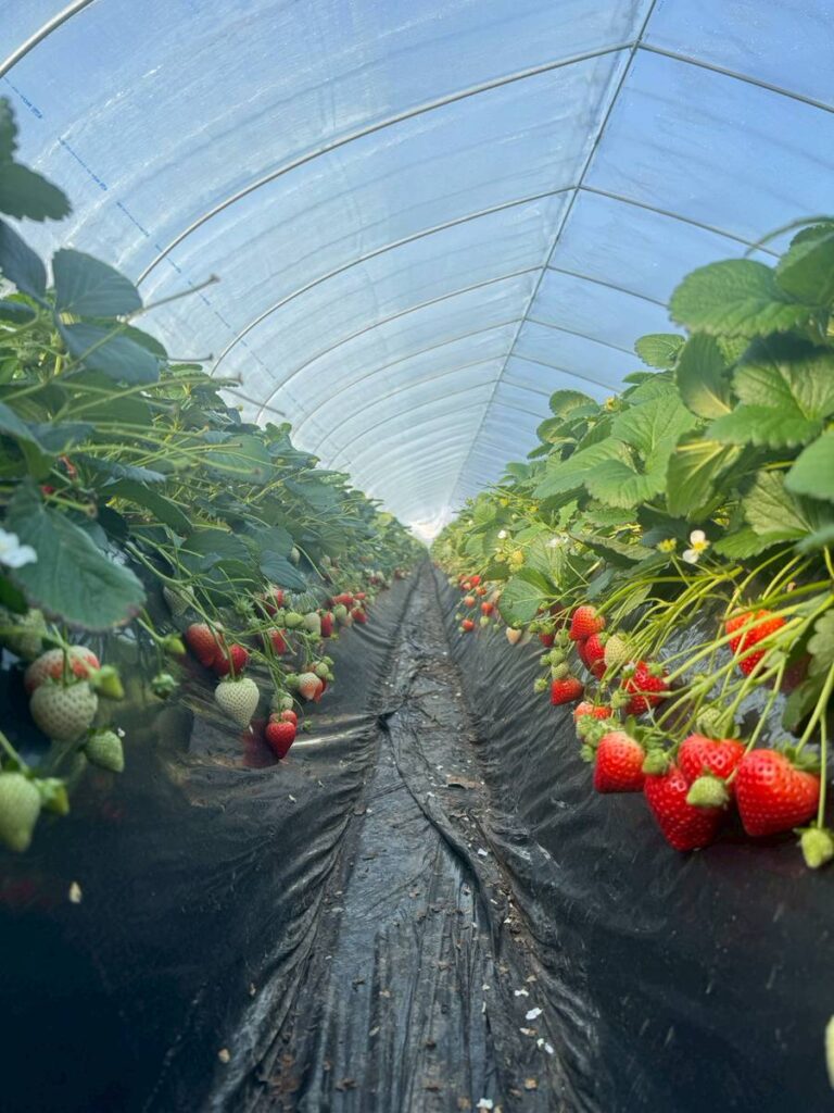 いちごハウス
