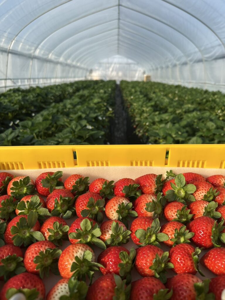 いちご収穫