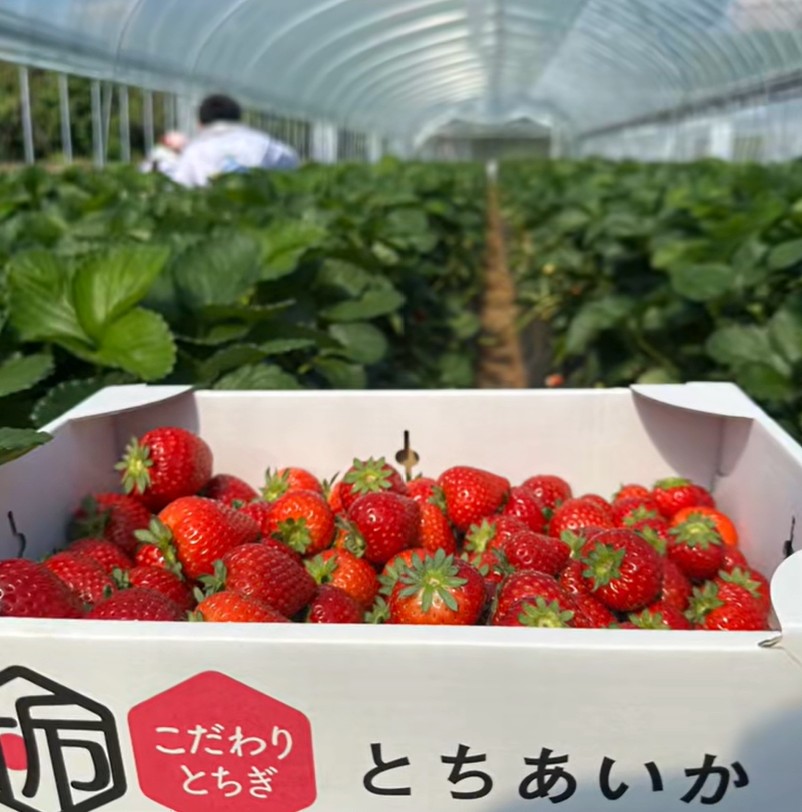 いちご収穫