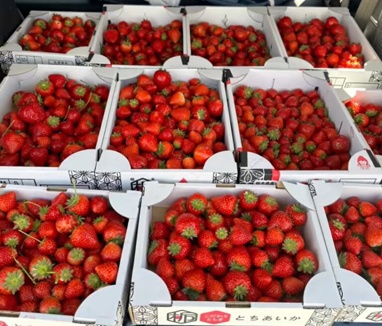 いちご収穫