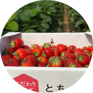 いちご収穫_01